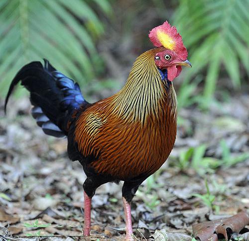 A male Sri Lankan Junglefowl (Gallus lafayettii) Bird species endemic to Sri Lanka - Sinharaja Rainforest